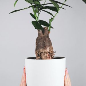 plants shop product gallery img 17